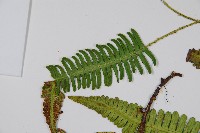 馬來陰石蕨藏品圖，第5張