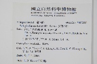 密葉卷柏藏品圖，第2張