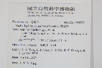 長葉腎蕨藏品圖，第2張