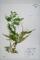 全緣卷柏藏品圖，第1張