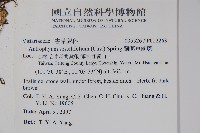 蘭嶼車前蕨藏品圖，第2張