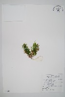 長片蕨藏品圖，第1張