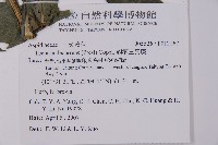 翅柄三叉蕨藏品圖，第5張