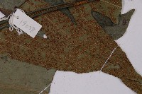 翅柄三叉蕨藏品圖，第6張