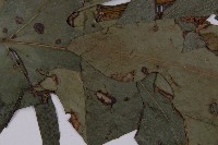 翅柄三叉蕨藏品圖，第7張