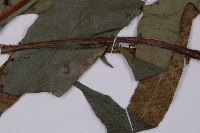 翅柄三叉蕨藏品圖，第8張