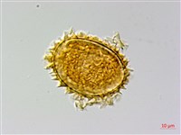 翅柄三叉蕨藏品圖，第2張