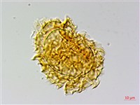 翅柄三叉蕨藏品圖，第3張