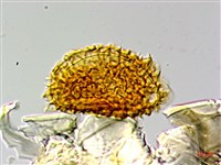 翅柄三叉蕨藏品圖，第4張