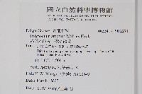 箭葉水龍骨、擬水龍骨藏品圖，第2張