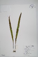 麟瓦葦、川上氏瓦葦藏品圖，第1張