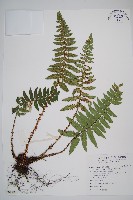 鋸葉耳蕨藏品圖，第1張