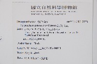 鋸葉耳蕨藏品圖，第2張