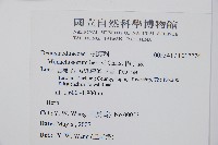 稀子蕨藏品圖，第2張