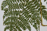 稀子蕨藏品圖，第3張