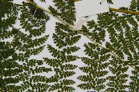 稀子蕨藏品圖，第4張