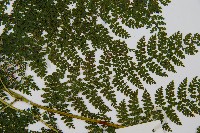 稀子蕨藏品圖，第5張