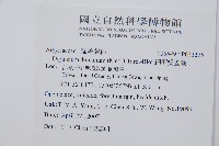 細柄雙蓋蕨藏品圖，第2張