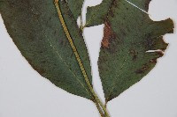 細柄雙蓋蕨藏品圖，第3張