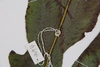 細柄雙蓋蕨藏品圖，第4張