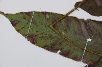 細柄雙蓋蕨藏品圖，第5張