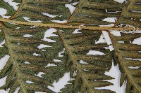 臺灣狗脊蕨藏品圖，第4張