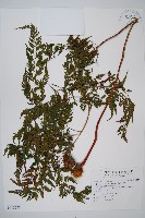 大葉骨碎補藏品圖，第1張