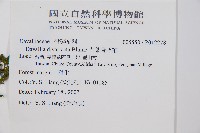 大葉骨碎補藏品圖，第2張