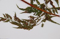 大葉骨碎補藏品圖，第3張