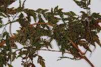 大葉骨碎補藏品圖，第4張