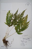 弧脈鳳尾蕨藏品圖，第1張