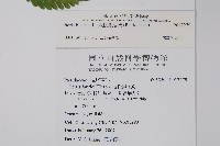 弧脈鳳尾蕨藏品圖，第2張