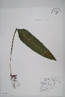 萊氏線蕨藏品圖，第1張