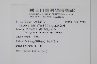 萊氏線蕨藏品圖，第2張