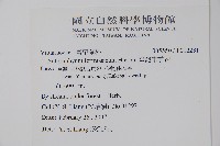 臺灣車前蕨藏品圖，第2張