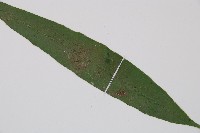 單葉雙蓋蕨藏品圖，第3張