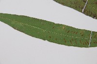 單葉雙蓋蕨藏品圖，第4張