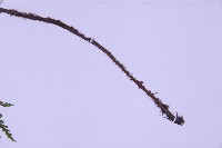 尖葉鐵角蕨藏品圖，第3張