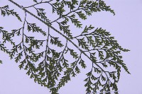 尖葉鐵角蕨藏品圖，第4張