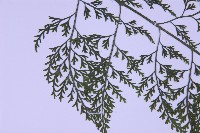 尖葉鐵角蕨藏品圖，第5張