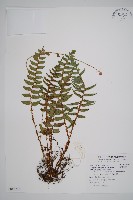 鞭葉耳蕨藏品圖，第1張