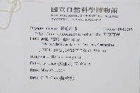 鞭葉耳蕨藏品圖，第2張