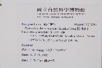 披針貫眾蕨藏品圖，第2張