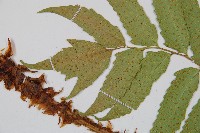 披針貫眾蕨藏品圖，第5張