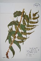 全緣貫眾蕨藏品圖，第1張