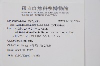 全緣貫眾蕨藏品圖，第2張