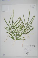 鳳尾蕨藏品圖，第1張