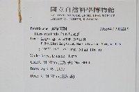 鳳尾蕨藏品圖，第2張