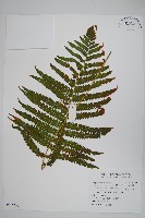 密毛毛蕨藏品圖，第1張