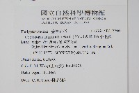 密毛毛蕨藏品圖，第2張